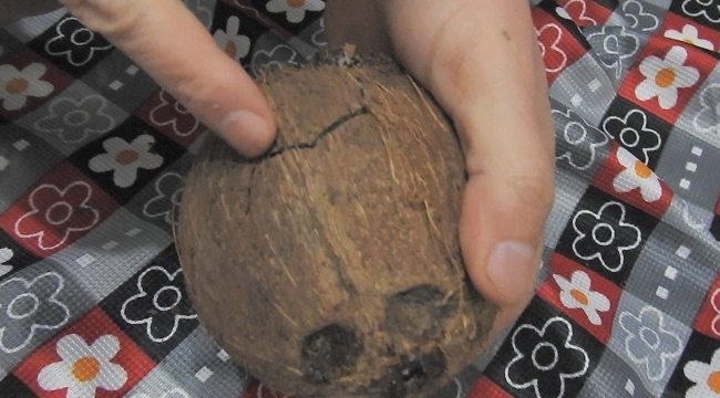 Hindistan Cevizi Kabuğu Nasıl Kırılır?