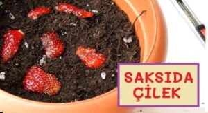 Çilek Tohumu Köklendirme Nasıl Yapılır?